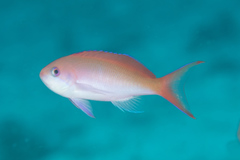 Pseudanthias cooperi