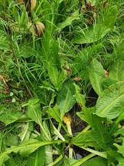 Lysichiton camtschatcensis