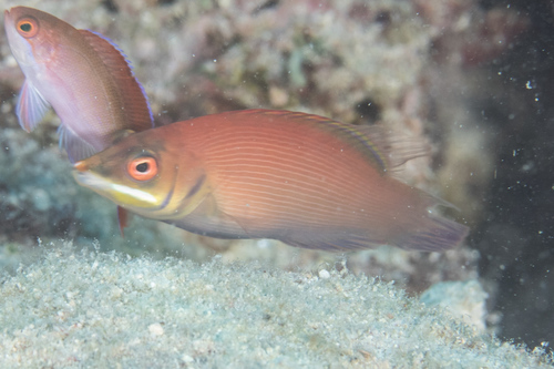 Disappearing wrasse (Pseudocheilinus evanidus) — Labridae — 3