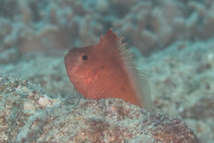 Cyprinocirrhites polyactis