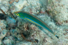 Pseudojuloides splendens