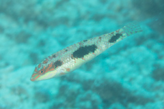 Halichoeres margaritaceus