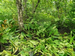 Lysichiton camtschatcensis