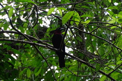 Querula purpurata