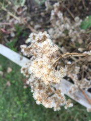 Helichrysum petiolare