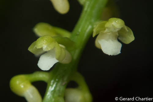 Smitinandia helferi