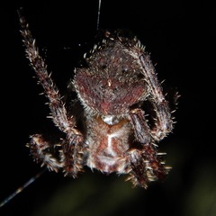 Araneus andrewsi