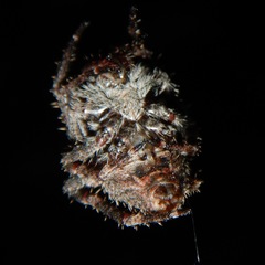 Araneus andrewsi