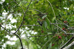 Heterospingus rubrifrons