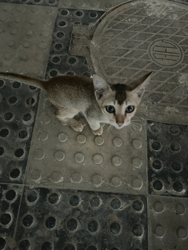 Domestic Cat