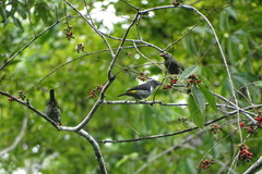 Heterospingus rubrifrons