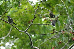 Heterospingus rubrifrons