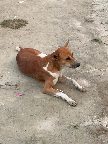Domestic Dog
