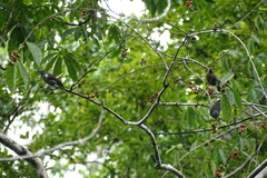 Heterospingus rubrifrons