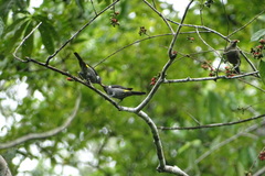 Heterospingus rubrifrons