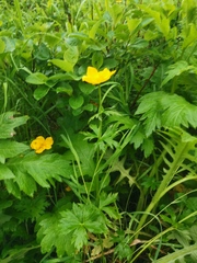 Trollius riederianus
