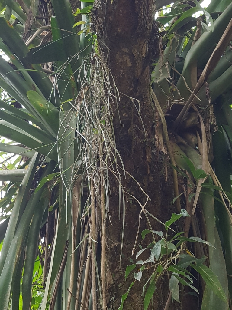 Scaphyglottis brasiliensis