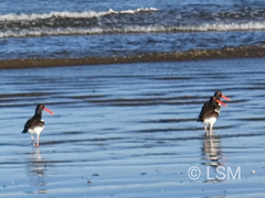 Haematopus palliatus