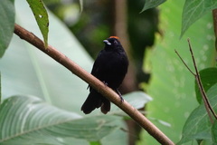 Tachyphonus delatrii