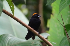 Tachyphonus delatrii