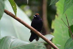 Tachyphonus delatrii