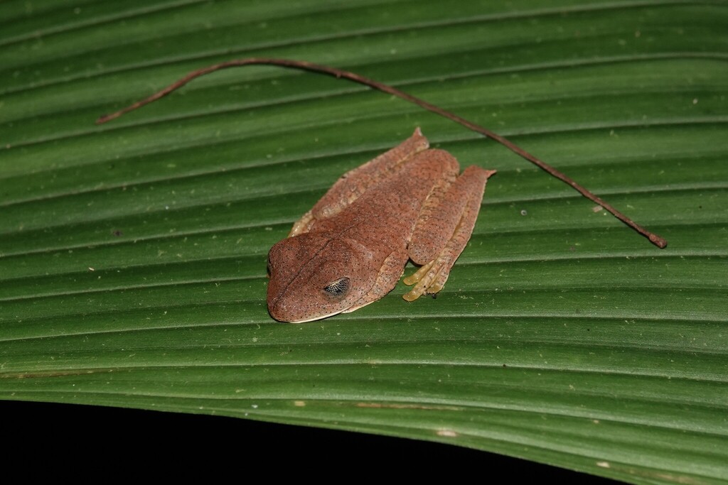 Canelos Treefrog