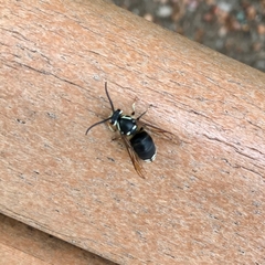 Dolichovespula maculata