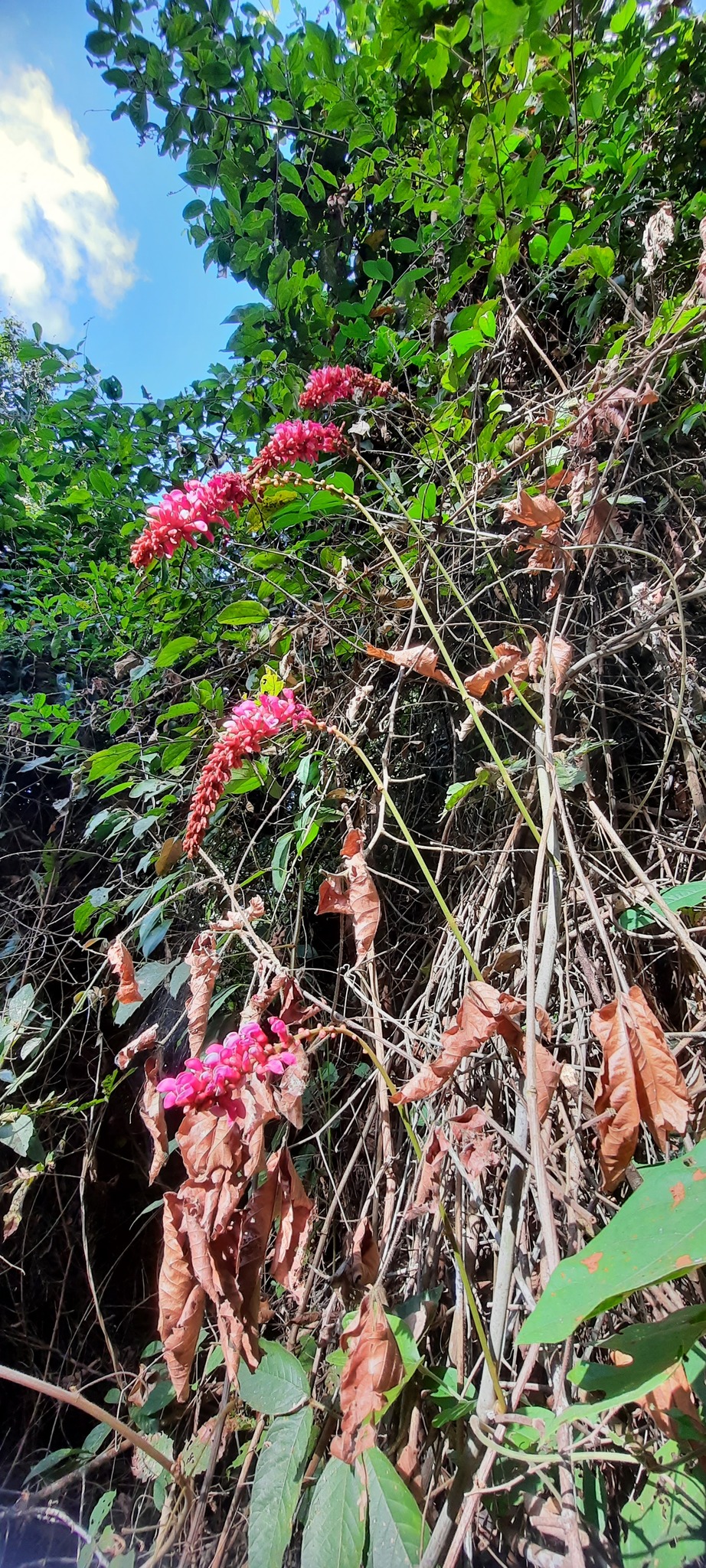 Cleobulia coccinea