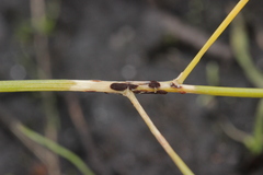 Puccinia asparagi