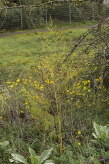 Puccinia asparagi