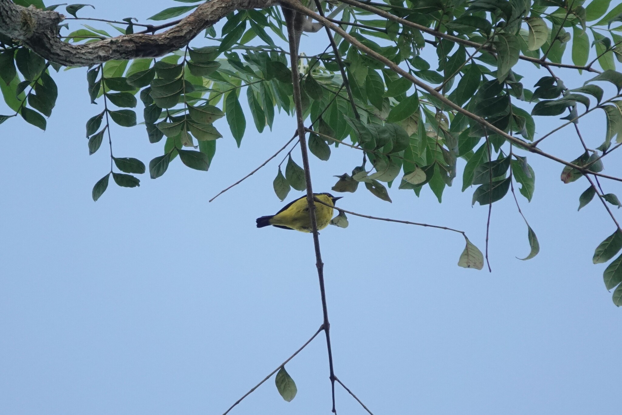 Yellow-bellied Dacnis (Dacnis flaviventer), photo 3