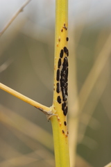 Puccinia asparagi