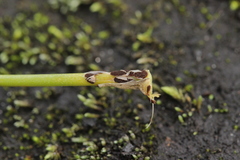 Puccinia asparagi