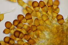 Puccinia asparagi