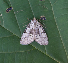 Leuconycta lepidula