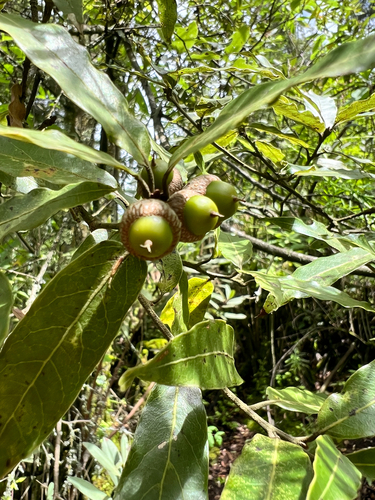 Quercus laurina