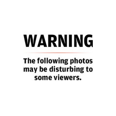 Leiothlypis ruficapilla