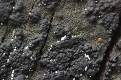Polydesmia pruinosa