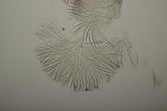 Polydesmia pruinosa
