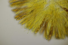 Polydesmia pruinosa