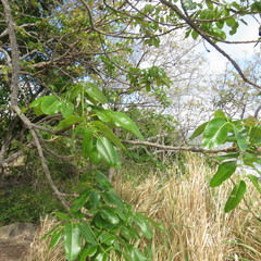 Canarium australianum