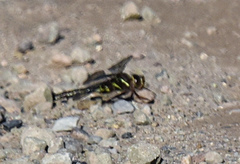Aeshna umbrosa umbrosa