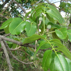 Canarium australianum