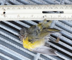 Leiothlypis ruficapilla