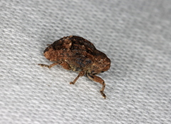 Tepperia sterculiae