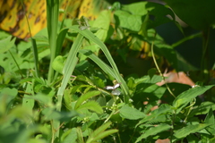 Janatella leucodesma