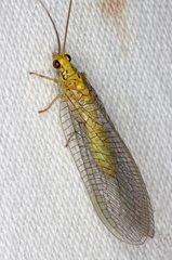 Calochrysa extranea