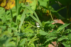 Janatella leucodesma
