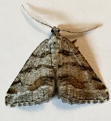 Macaria colata