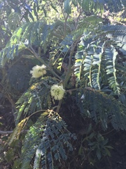 Paraserianthes